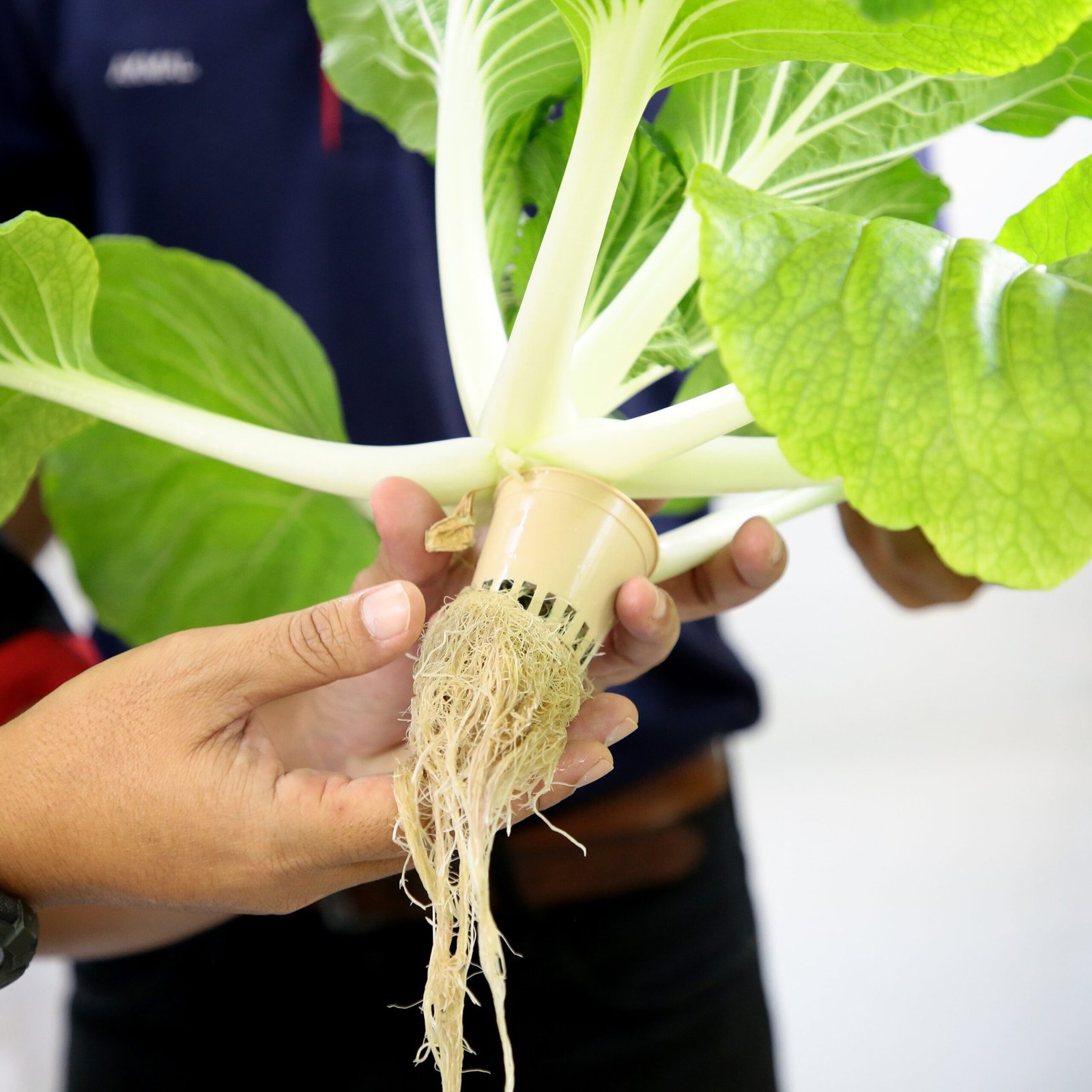 Read more about the article Unleashing the Potential of Vertical Farming: Growing Beyond Boundaries