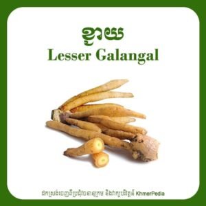 Galangal