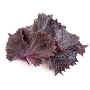 Shiso (Red)