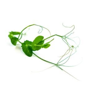 Micro Tendril Pea