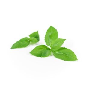 Basil (Cinnamon)